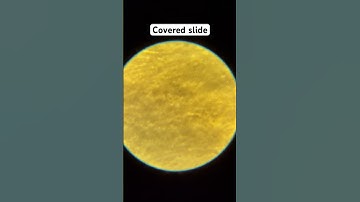 Honey Under the Microscope #shorts #honey #microscope