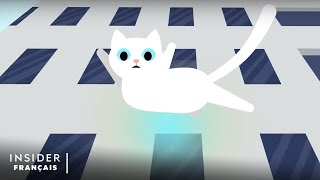 Ce chat a survécu à une chute de 32 étages, on vous explique comment c'est possible