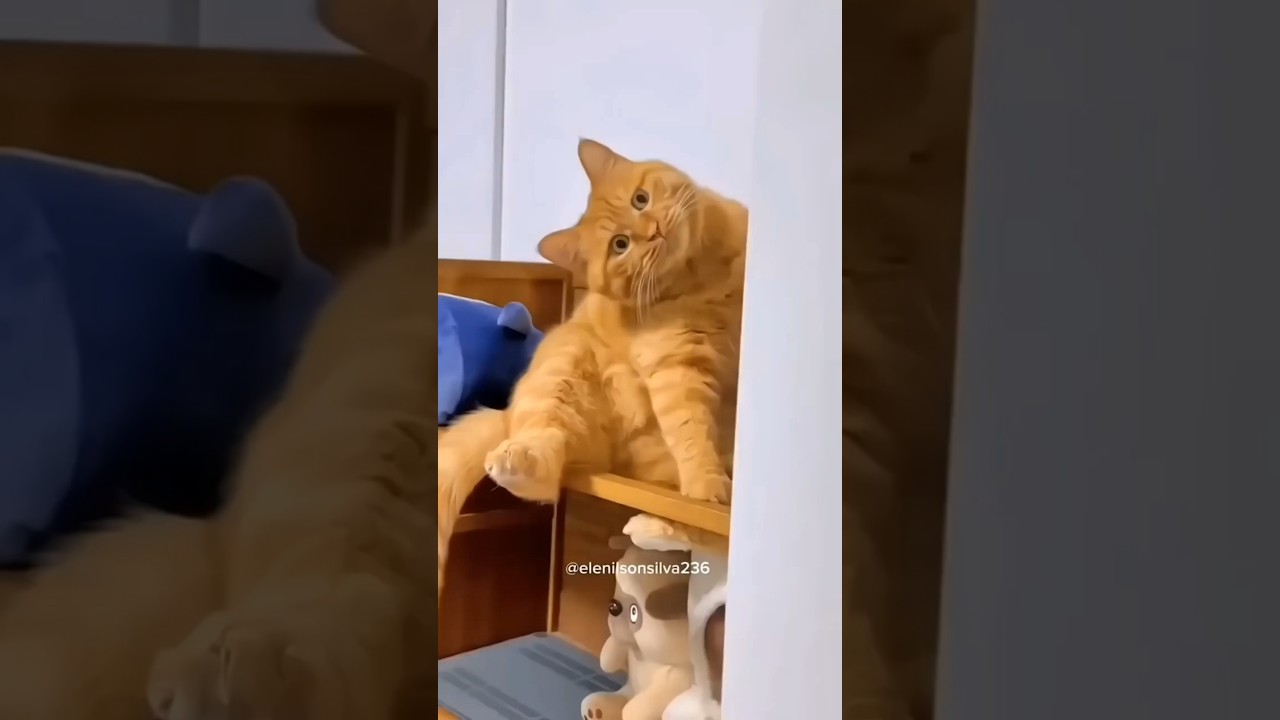 Cat vs Me — who won the size battle? 😹🐱