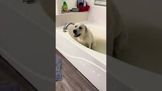 Labrador Pup Energetically Runs While Having Bath - 1502120