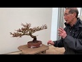 Shaping a Larch Bonsai