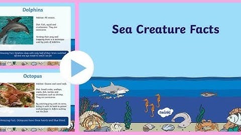 Discovering the Strange and Unusual Creatures of the Deep Ocean | BBC Earth