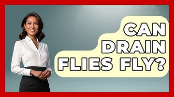 Can Drain Flies Fly? - Insects and Invaders