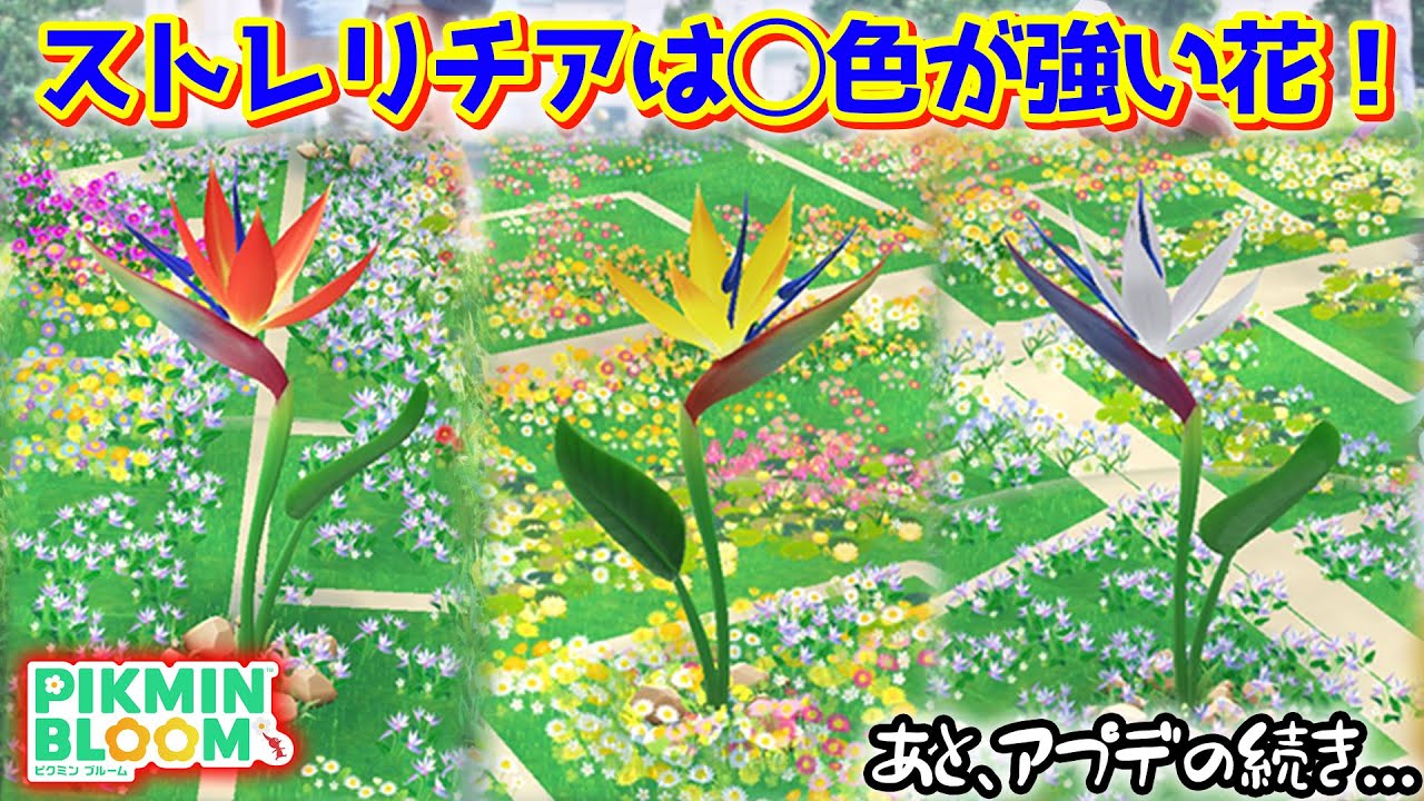 【ピクミンブルーム】ストレリチアは◯色が強い花！【Pikmin Bloom】