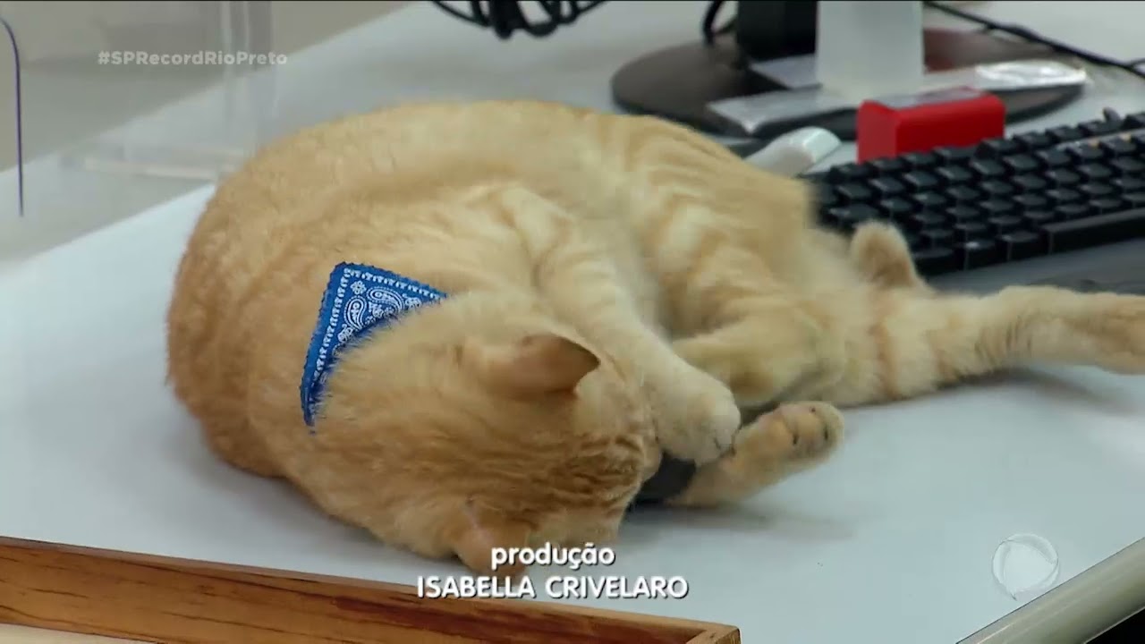 Gato vira funcionário do Poupatempo de Rio Preto - SP Record