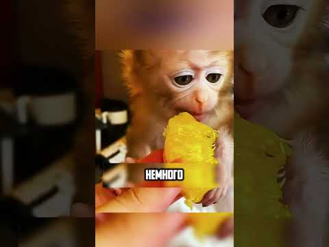 ОБЕЗЬЯКУ ОБЕЖАЛИ СВЕРСТНИКИ🐒🥺