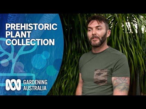 Prehistoric plant collection | My Garden Path | Gardening Australia