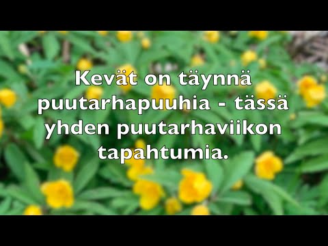 Video: Pergolakasvit: Mitkä ovat parhaat kasvit pergolalle?