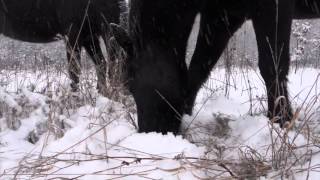 What do horses eat in winter? Что лошади едят зимой? What do horses eat in winter? Что лошади едят зимой?