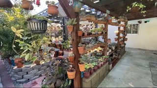 My Succulent Garden Tour January 2023 ❤#vườnsenđá USA video#22