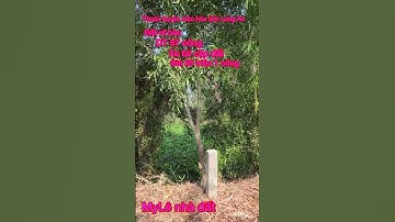 Đất rẻ bèo DT 57 công giá 85 triệu 1 công thuộc huyện mộc hóa tỉnh Long An