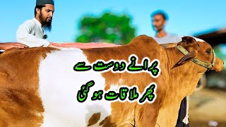 PURANE DOST SE PHIR MULAQAT HO GAI  Cattle Market Karachi