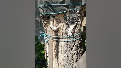 Honeybee swarm into a log hive. Cambridge UK. congratulations Duncan:))