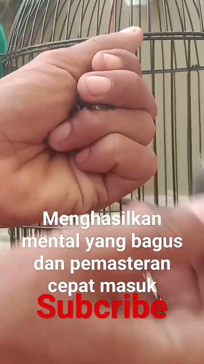 cabut bulu ekor pleci untuk menambah mental pleci dan hasil pemasteran yang baik#pleci#plecimania