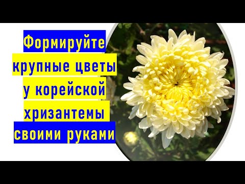 Бейне: Сіз ескі раушан бүршіктерін алып тастайсыз ба?