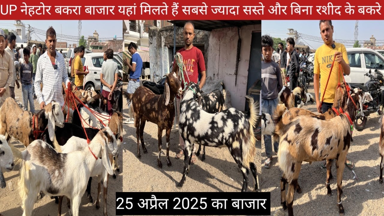 नेहटोर का बकरे  बाजार || इस बाजार में मिलते हैं सबसे ज्यादा सस्ते दामों पर खूबसूरत बकरे बिना रशीद के