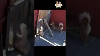 Quando vc acha que é esperto - Animais Dublados Binho e Mel