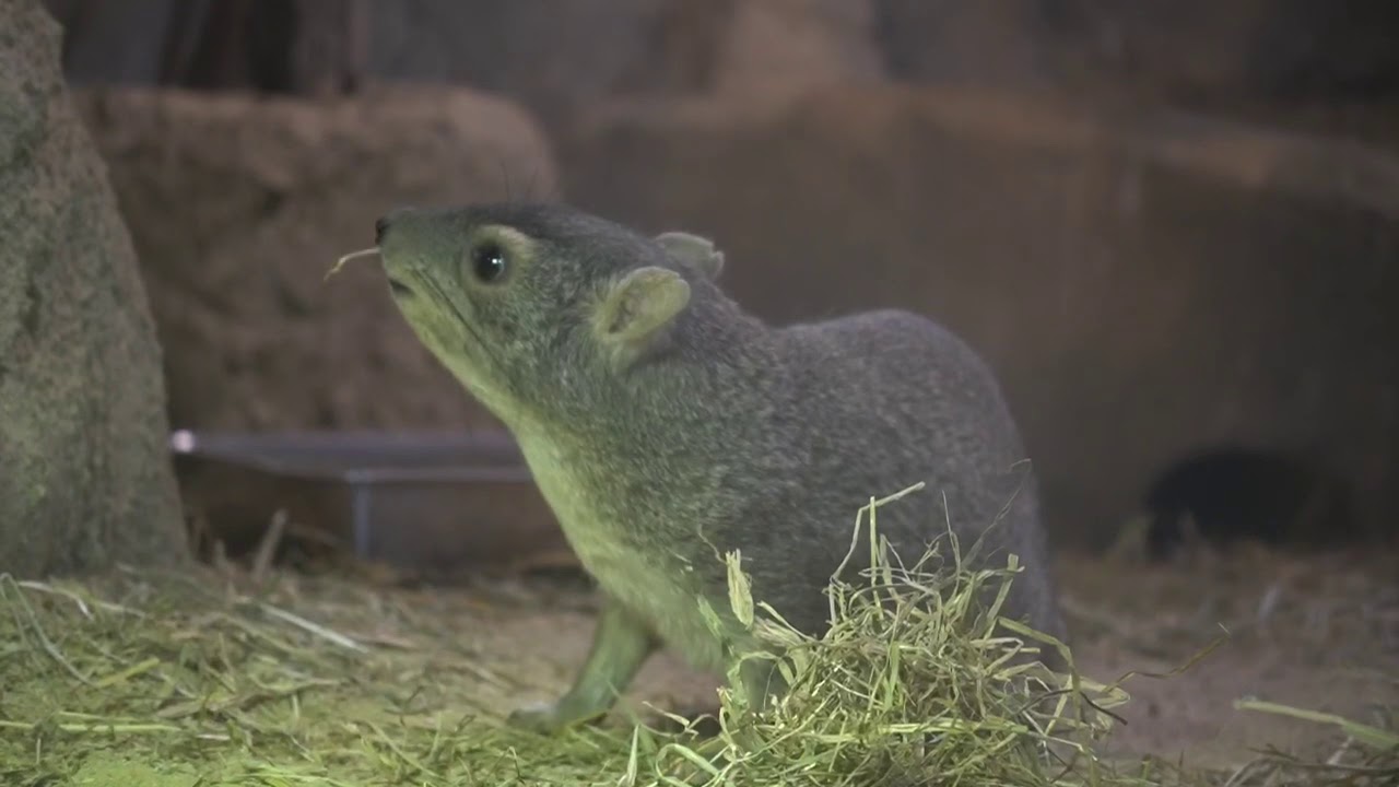 キボシイワハイラックス 日本で見られるのは埼玉こども動物自然公園だけ Youtube