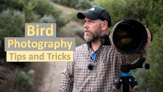 Bird Photography Tips and Tricks! Photographing small birds with the Nikon Z6II and 600mm F/4!