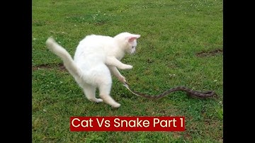 Cat vs Snake part 1 #🐈vs🐍 #Cat Vs Snake #Cat Defense Mechanism