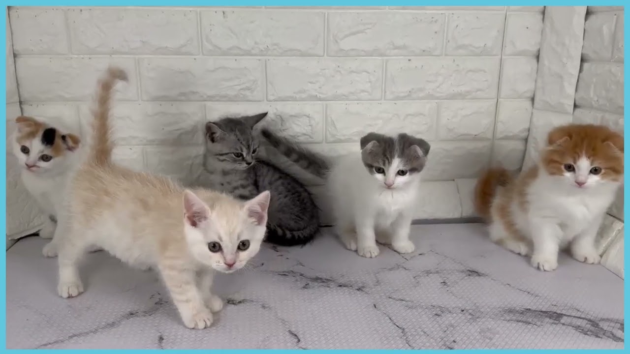 Coo&RIKU No.00746647 スコティッシュフォールド - YouTube