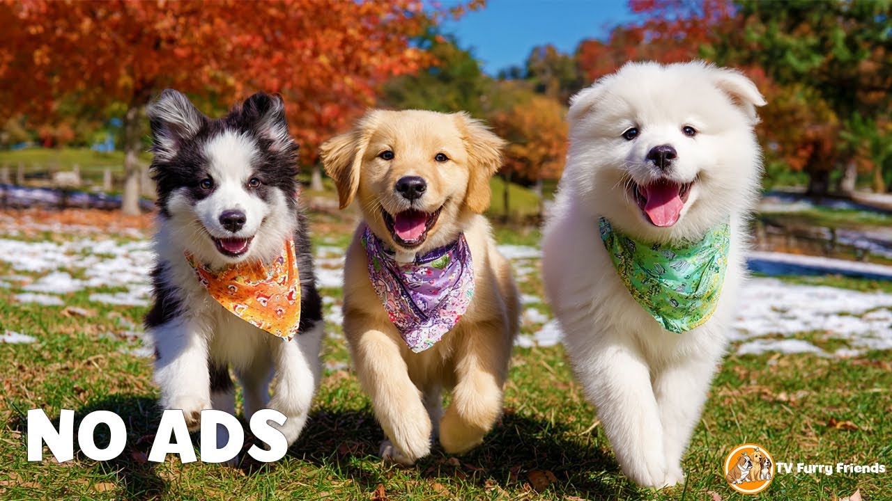 12 HOURS of DOG TV for Dogs to Watch ❤️🎵 Best Separation Anxiety Relief Music | Pet Music | NO ADS