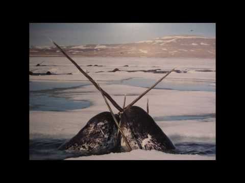 Video: Adakah narwhals menggunakan gadingnya?