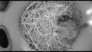 Ostdrossel wren nest cam live