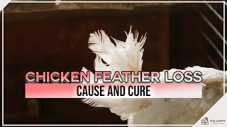 Chicken Feather Loss Cause and Cure