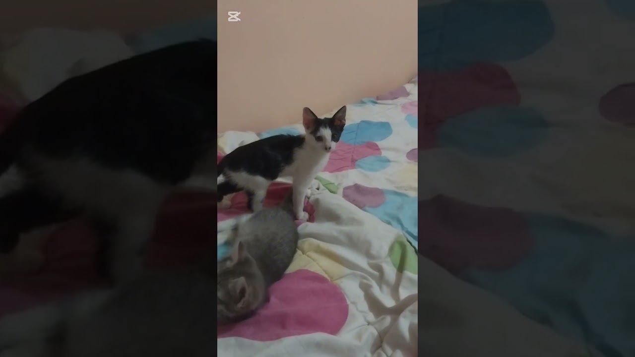 1-3 months Female Purebred Oriental