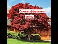 Декоративные клены: как эффектно отгородиться от соседей! Красный клен, клен друммонди