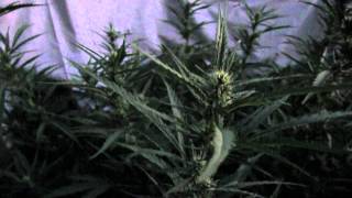 Outdoor Super Lemon Haze Grow