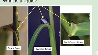 Bot137 Lecture9 AqGrass