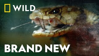 The Fascinating World of Snakes | Snake Bite | National Geographic WILD UK