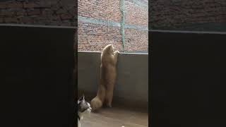 Download Lagu ngintip tetangga mandi #kucinglucu #orenbarbar #fyp #viral #kucingpintar #prank #kitten #shorts MP3 Download Lagu ngintip tetangga mandi #kucinglucu #orenbarbar #fyp #viral #kucingpintar #prank #kitten #shorts MP3