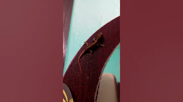 Cutey Baby Lizard V150 