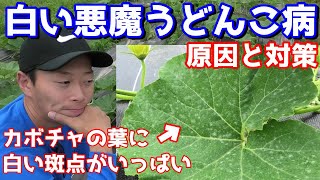 うどん粉病対策 原因とオススメ防除方法紹介 Youtube