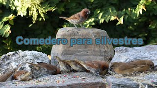 Comedero y Bebedero para aves Silvestre en el Patio