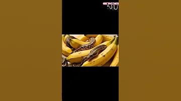 This Banana Has A Secret Can You See The Snake Wait That S Not Just A Banana 