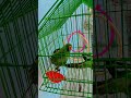 cute parrot 🦜🦜