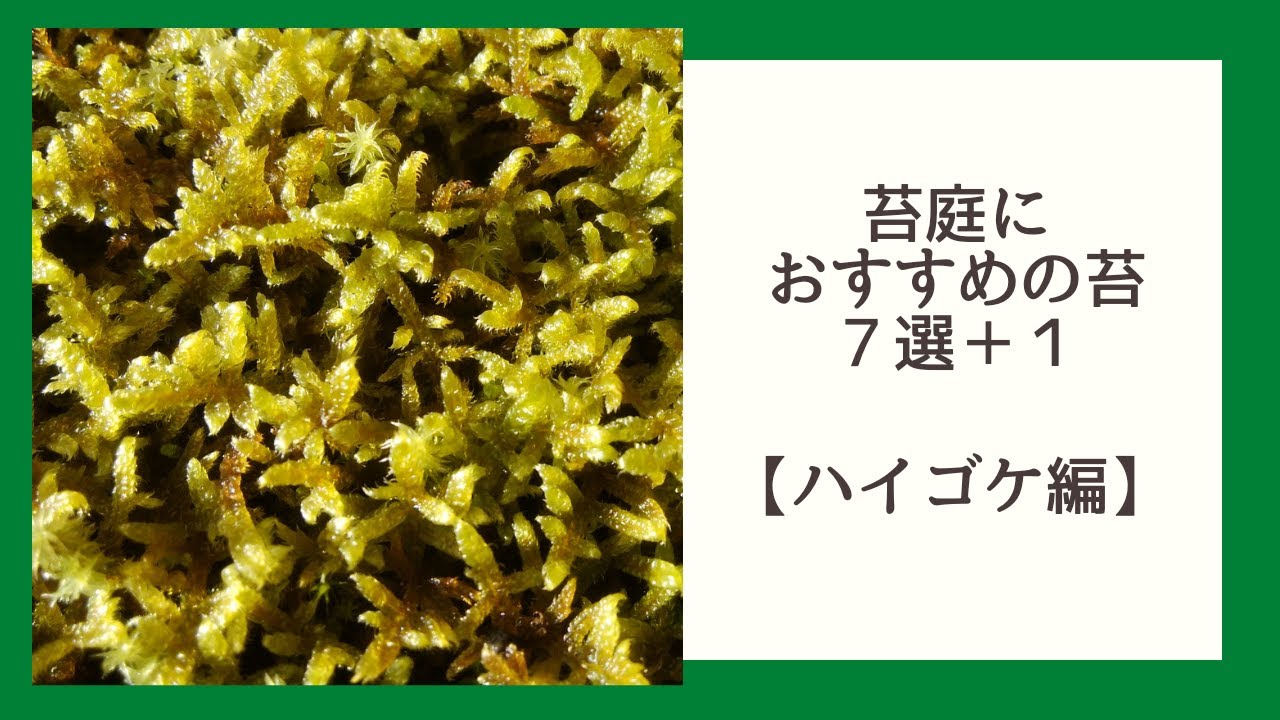 苔庭におすすめの苔７選 １ ハイゴケ編 Youtube