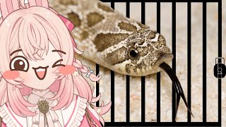 ピップキン ピッパの配信のサムネイル画像