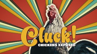 Cluck Chickens Exposed