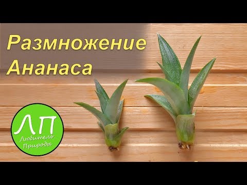 Видео: Как да проверите ананаса за зрялост