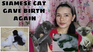 NANGANAK ULI ANG SIAMESE CAT NAMIN | OUR SIAMESE CAT GAVE BIRTH AGAIN TO CUTE KITTENS |  Vlog#013