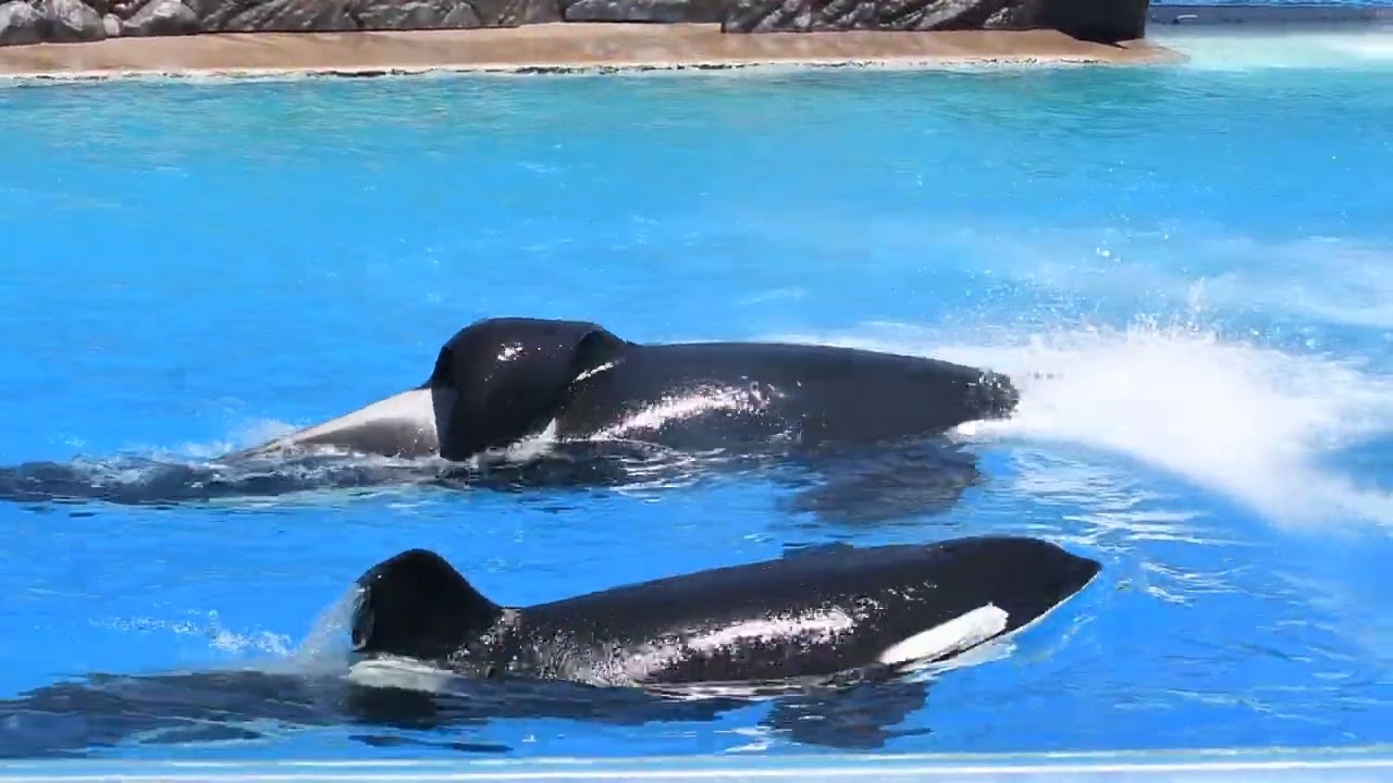 Corky and Ikaika use the Sprayers - SeaWorld San Diego - August 27
