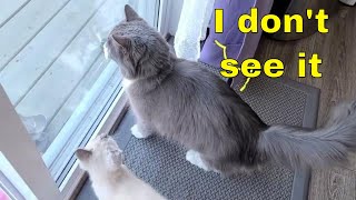 Funny Talking Cat Video by Tiny Millionaire 413 views 2 years ago 1 minute, 24 seconds