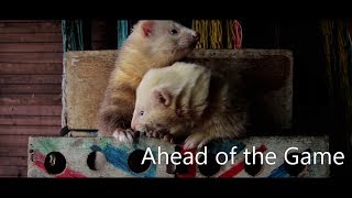 This was my ferreting film entry to the 2018 dna festival, held at
northern shooting show in harrogate, may 11th 2018. i awarded prized
'hig...