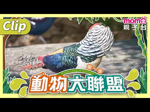 《動物大聯盟S1》不僅求偶，威嚇敵人時也會展開羽毛！｜動物介紹｜寫實紀錄｜momokids親子台