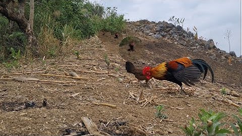 Bẫy gà rừng kiểu mới chưa ai biết bẫy.cuab qaib qus yam tshiab